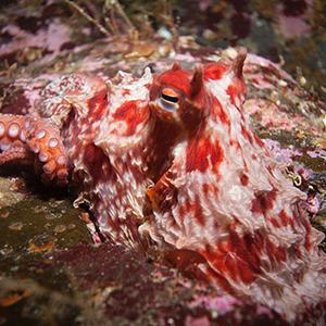 A red octopus sits on the ocean floor.