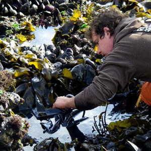 A researcher examines a tide pool.